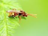 insecten