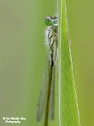 P4275308