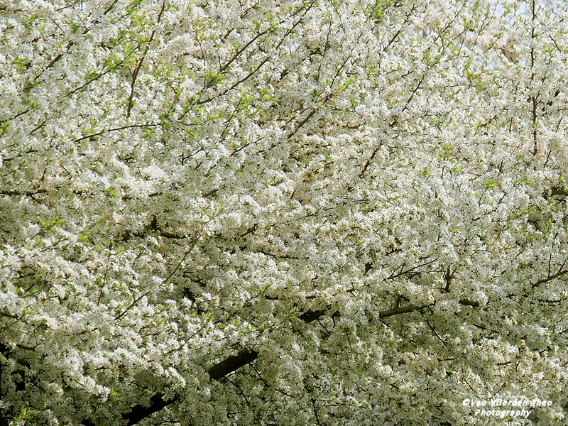 P4182263.JPG