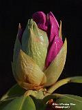 P4302405