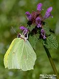 P4203831